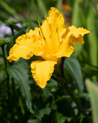 Fototapeta premium Day lily, Hemerocallis