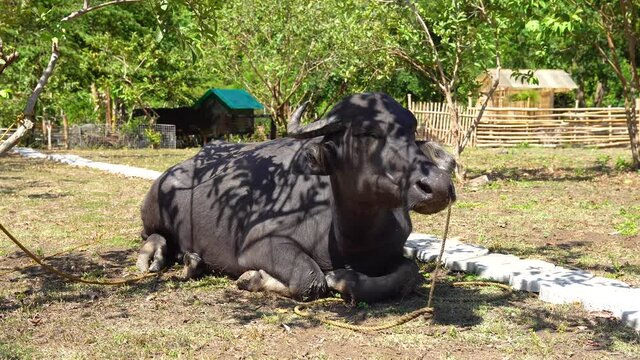 a carabao sitting on dried grassland