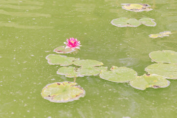 A beautiful pink water lily in a green muddy swamp. Full screen photo