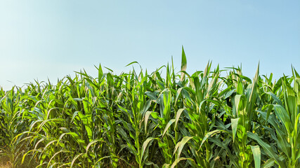 Obraz premium Agricultural corn in sunny day