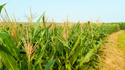 Fototapeta premium Agricultural corn in sunny day