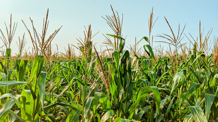 Agricultural corn in sunny day