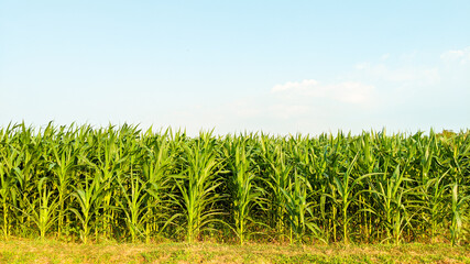 Agricultural corn in sunny day