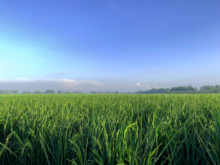 Organic rice in paddy field, landscape, garden background.