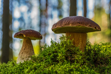 Pair of penny bun mushrooms