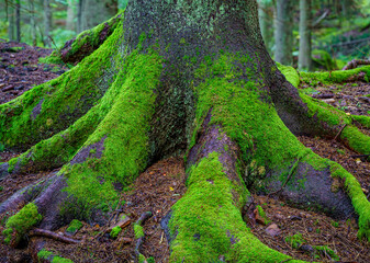 Old fir tree coverd with moss
