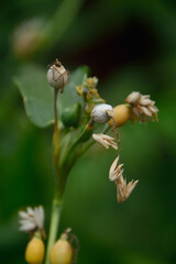 Jali, Job's tears, a forgotten cereal