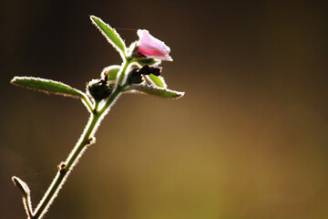Blooming beautiful pink Willdflowers and glass field or wildlife with natural sunlight in the tropical forest.
