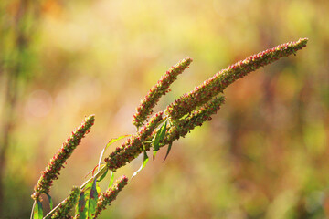 Blooming green Willdflowers and glass field or wildlife with natural sunlight in the tropical forest.