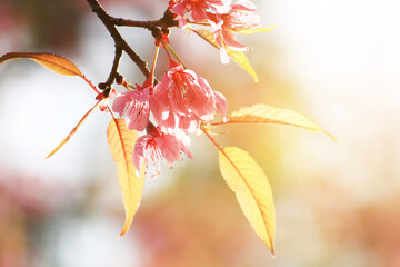 Beautiful pink cherry blossoms or Wild Himalayan cherry (Prunus cerasoides) flowers in natural sunlight