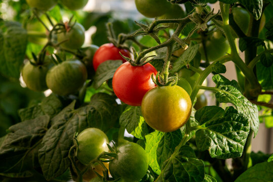 a branch of ripe tomatoes grown at home, close-up photo