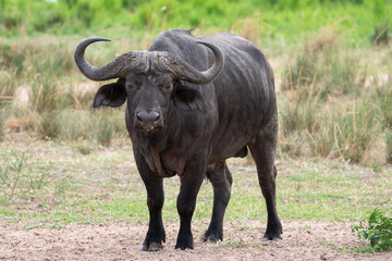 Naklejka na ściany i meble African buffalo, Syncerus caffer