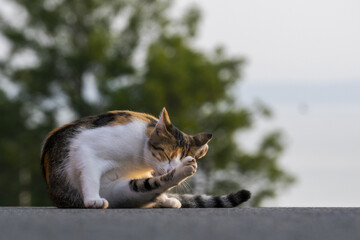 Cute cat licking itself while lying outdoors