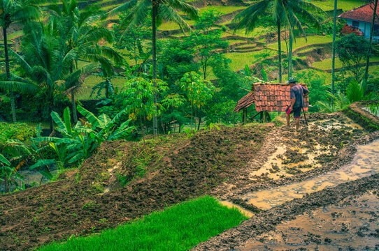 hut, mud, and palms