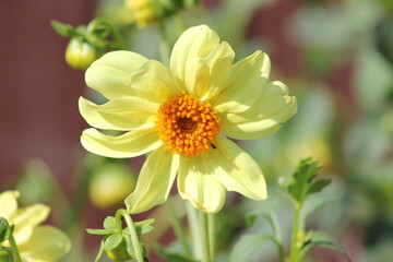 yellow dahlia flower