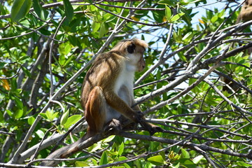 Wild monkey on the sunny forest nature 