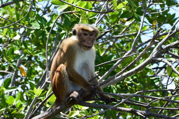 Fototapeta premium Monkey on the mangrove forest 