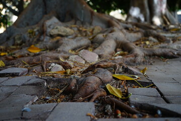 Resilient roots growing from the street