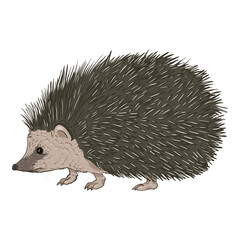 Hedgehog Cartoon Vector Illustration. Side View.