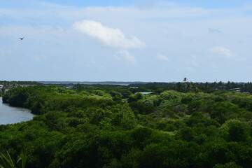 Fototapeta na wymiar Green forest area view with blue sky 