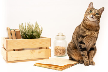 Bright background with a flower books and the cat