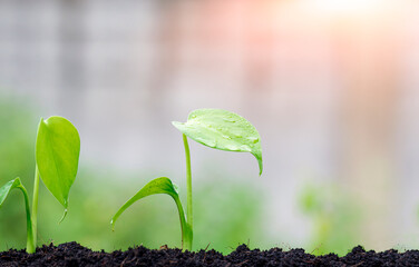 Sunlight on surface of little sprouts are growing on soil with raindrops on leaf surface in nursery plot