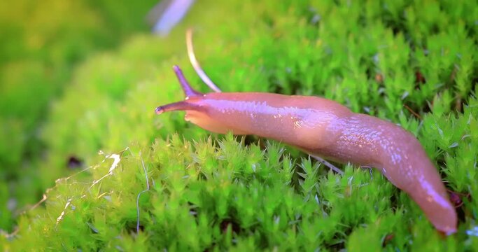 Slug slowly crawls on the green grass.. Slug is a common name for a number of gastropods that have undergone a reduction or complete loss of the shell during their evolutionary development.