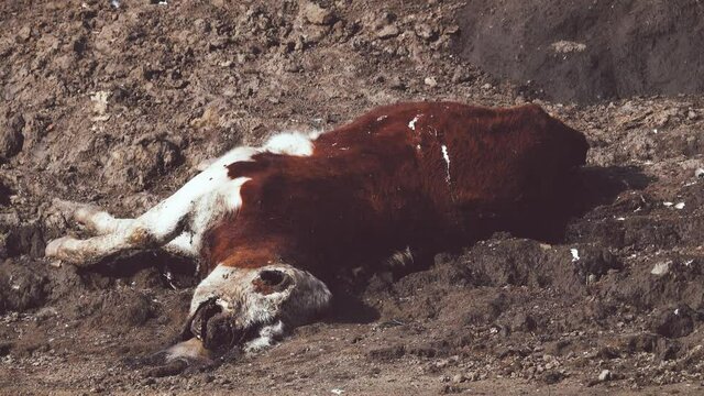 Livestock deaths, loss of cattle. A young bull died on the riverbank