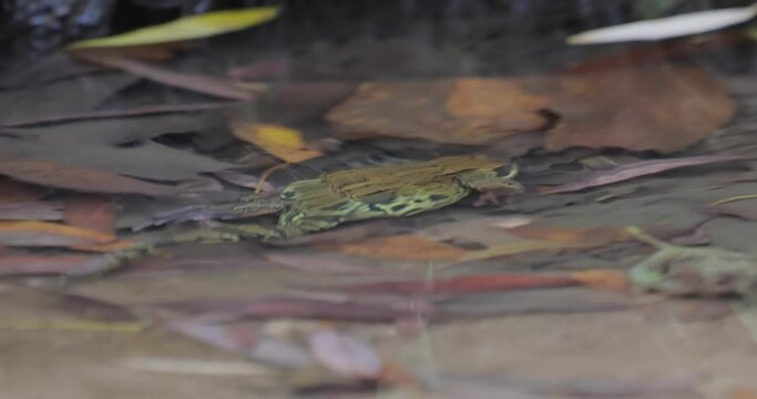 Common Frog in shallow water. Rana temporaria temporaria is a largely terrestrial frog native to Europe.