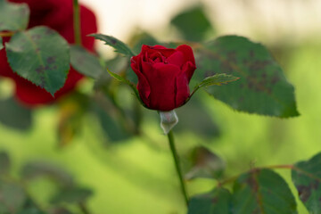 verschiedene Rosenblüten