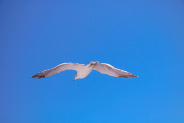 静岡・沼津の海上を飛ぶカモメ