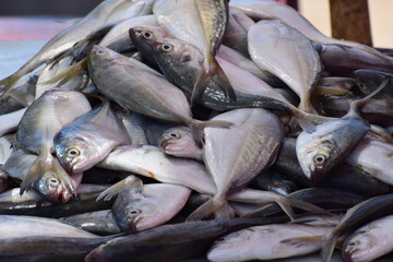 Closeup view of tasty seafood fish collection 