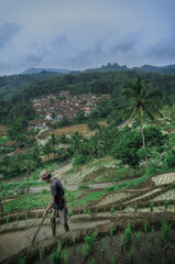 Fototapeta premium rice field during monsson and couple