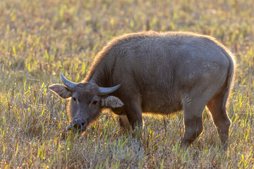 Asian Water Buffalo at early morning (Bubalus bubalis)