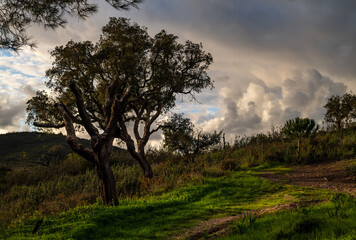 Fototapeta na wymiar Cork oak trees in the countryside of Algarve Portugal.