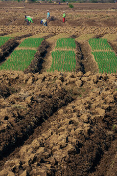 farmers