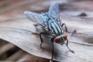 Green flies, Flies, House flies on dry leaves