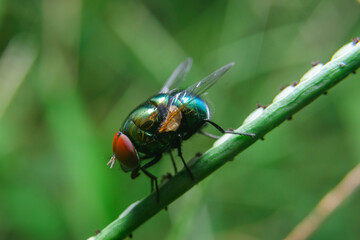 Green flies, Flies, House flies on dry leaves