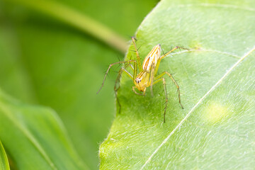 Lean lynx spider (Oxyopes macilentus)