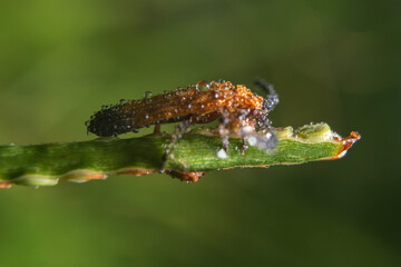 insect. various insects in the garden
