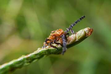 insect. various insects in the garden