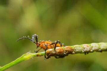 insect. various insects in the garden