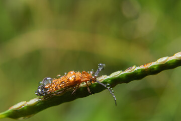 insect. various insects in the garden