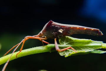 insect. various insects in the garden