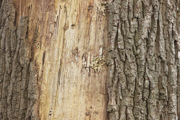 A close-up of the damaged tree trunk of an old Oak