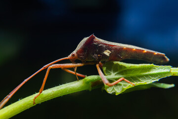 insect. various insects in the garden