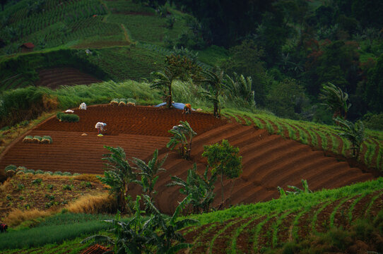 onions plantations