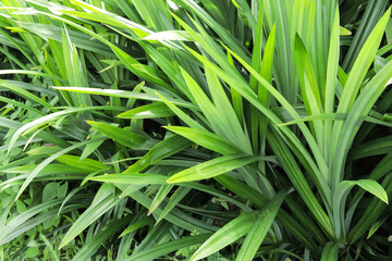 Green pandan bushes in the garden, photo taken in sunlight.