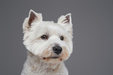 Portrait of white fluffy terrier doggy against gray background