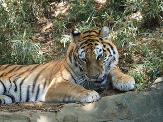 凛々しい虎のいる風景